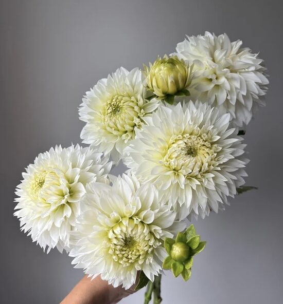 Dālija 'Gitts Attention'  1 gums